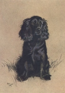 A Dozen Dogs or So - Cocker Spaniel