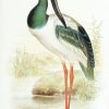Birds of Australia - Image 2